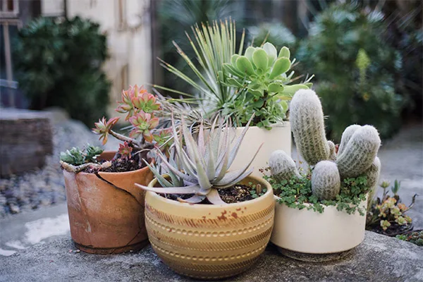 Full Service Garden Center | Pine Hills Nursery